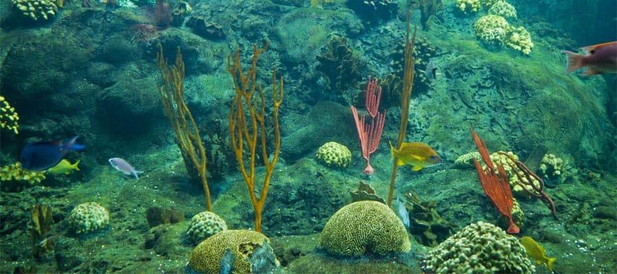 Colorful coral reef on your Tampa cruise